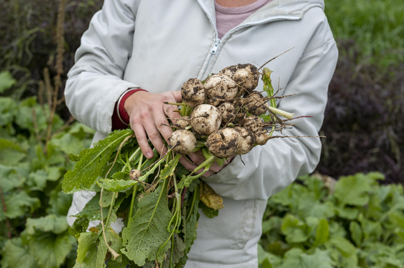 Person holding turnips