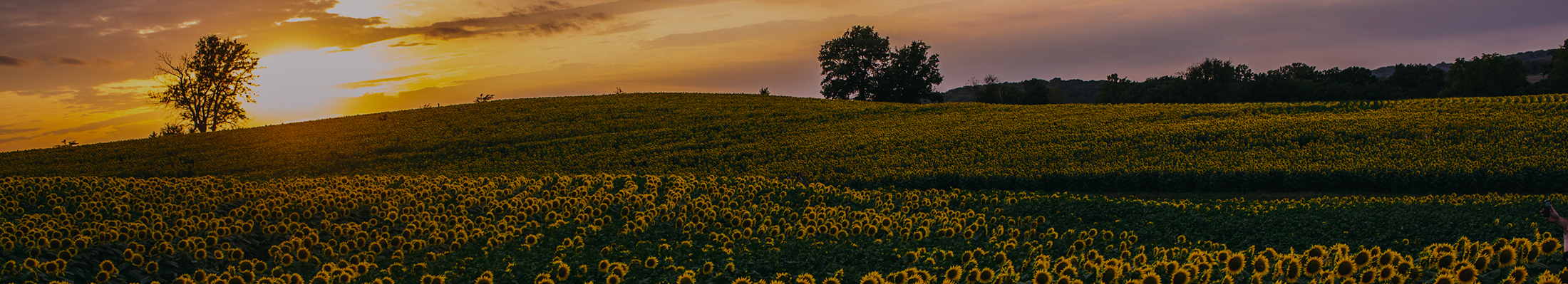 Sunflower field with sun setting on horizon